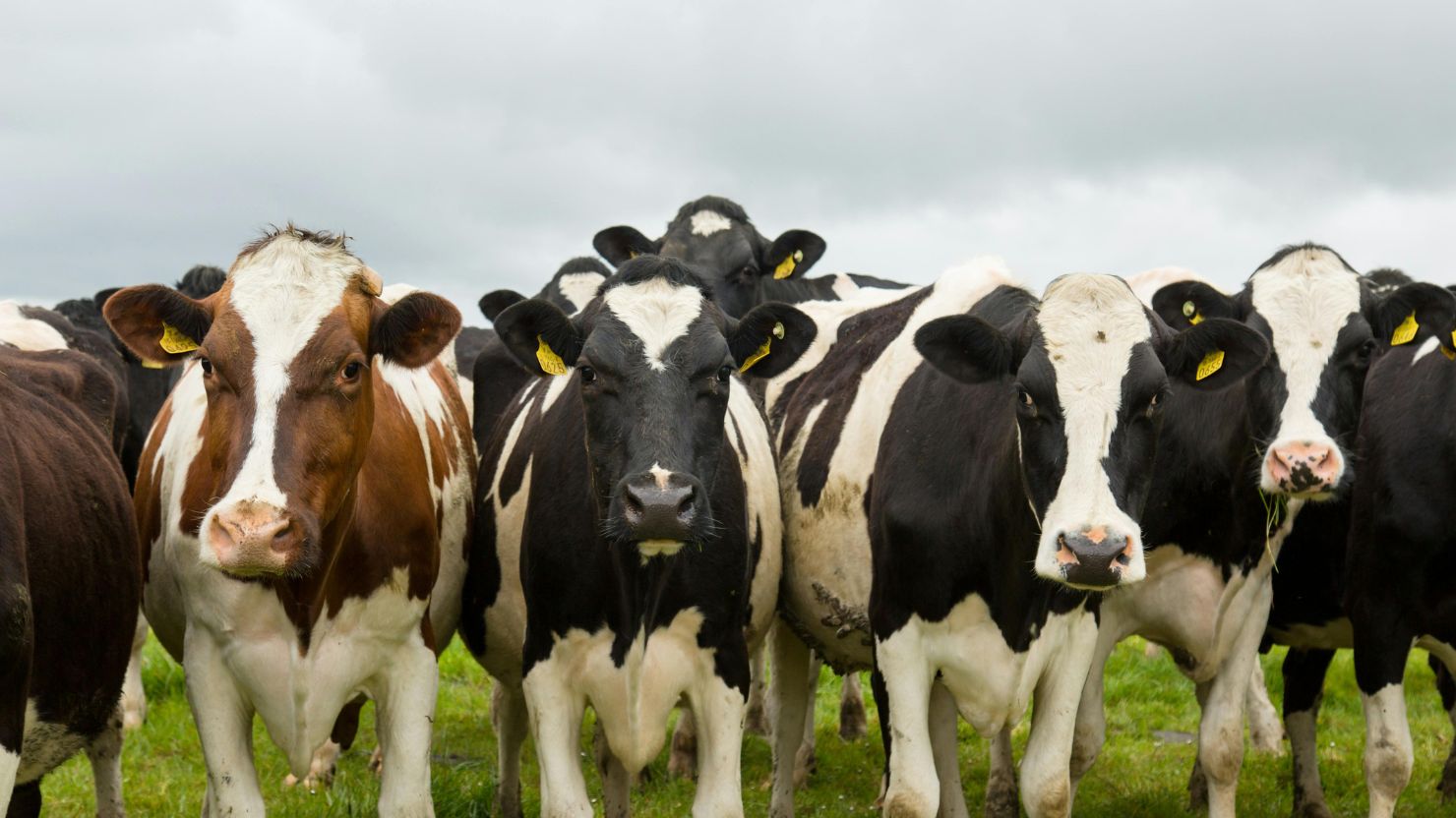 10 Ciri Sapi yang Sehat untuk Kurban, Biar Nggak Cuma Modal Feeling 16 hipwee-sapi kurban