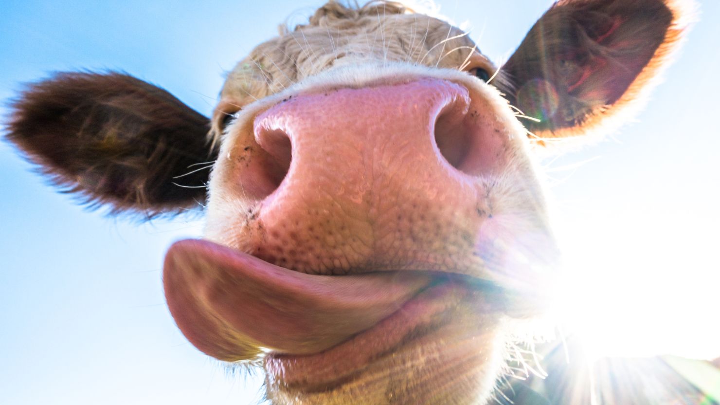 10 Ciri Sapi yang Sehat untuk Kurban, Biar Nggak Cuma Modal Feeling 18 hipwee-sapi kurban