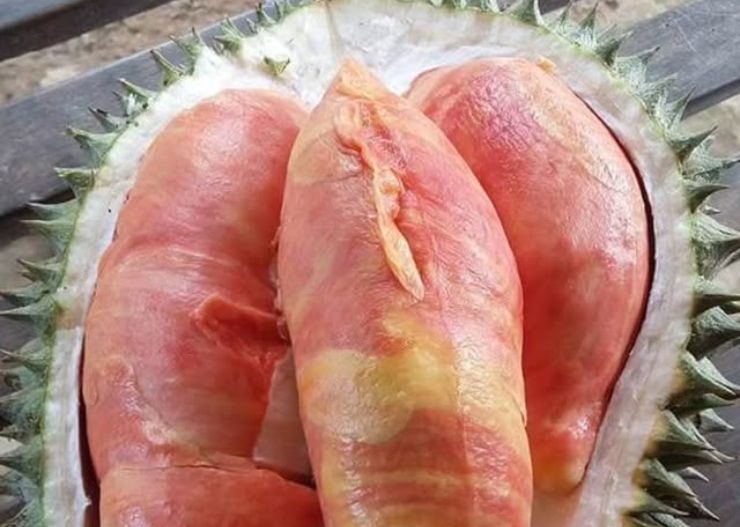12 Oleh-Oleh Khas Banyuwangi Populer yang Worth It Dibeli 24 durian merah banyuwangi