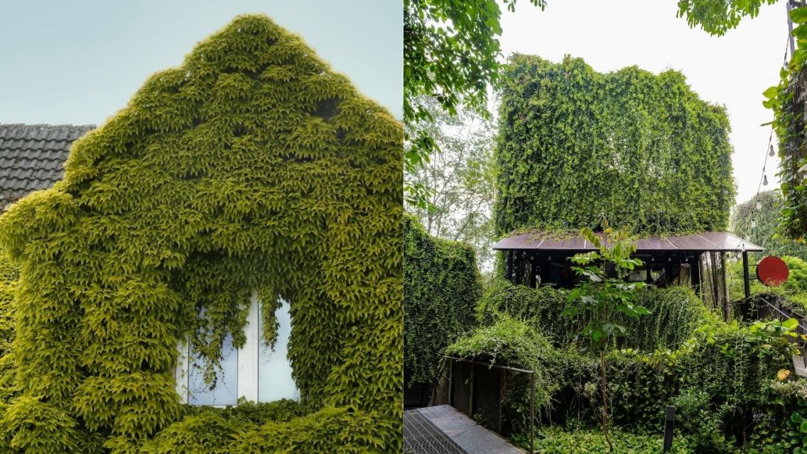5 Cara Jaga Rumah Tetap Sejuk Tanpa AC Saat Cuaca Panas, Bikin Betah! 8