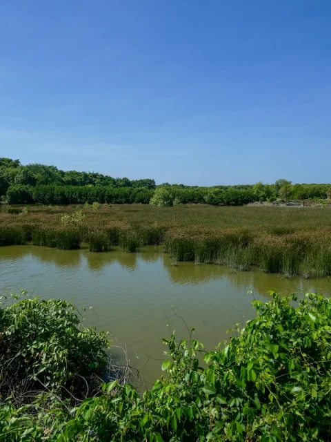 10 Tempat Liburan di Surabaya yang Seru Buat Healing dan Jalan Bareng Orang Tersayang 15 hipwee-Tempat liburan di Surabaya Kebun raya mangrove Surabaya