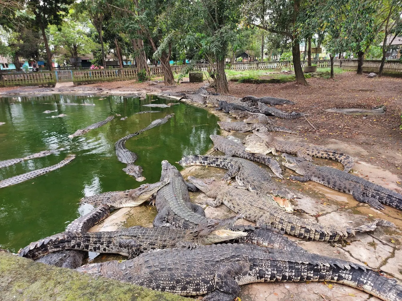 7 Tempat Wisata Bekasi Murah Meriah, Cocok Buat Healing Akhir Pekan 8 hipwee-Tempat wisata Bekasi murah meriah Taman Buaya Indonesia Jaya