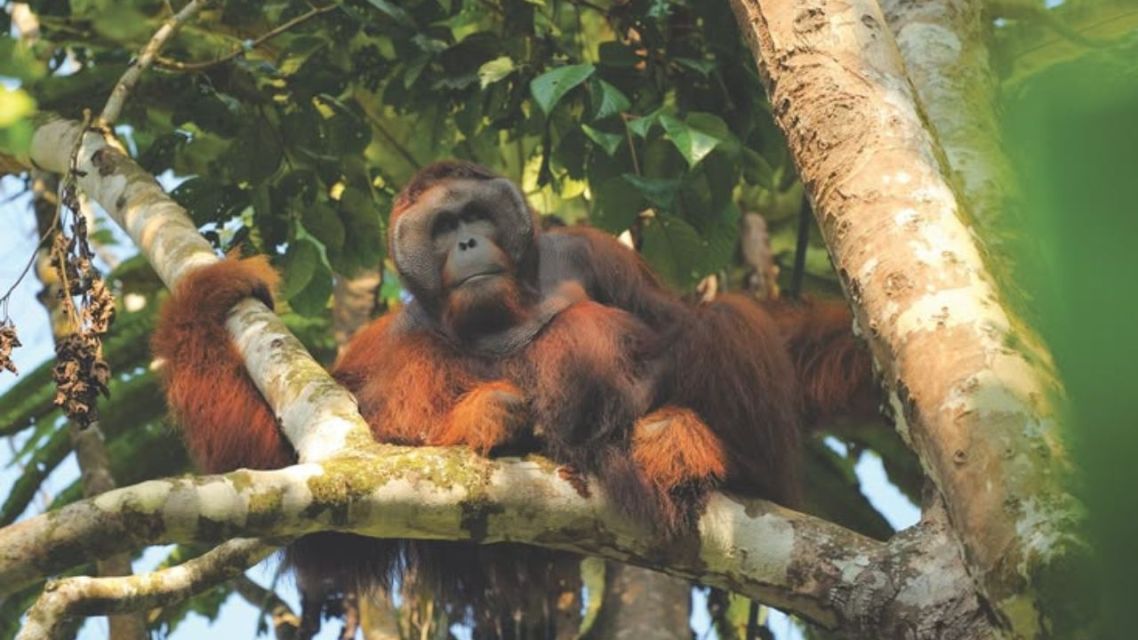 Your 2026 Malaysia Travel Guide: Where to Go, Based on What You Want 12 Malaysia top travel destination 2026 (5)