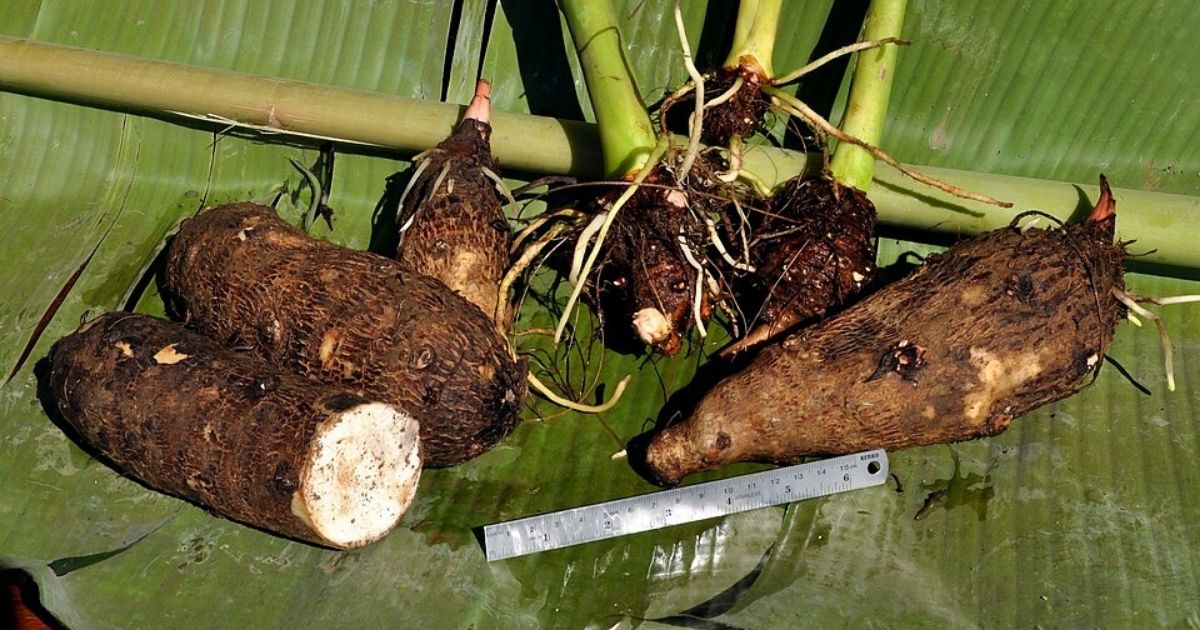 hipwee-Apa itu Kimpul Sebenarnya