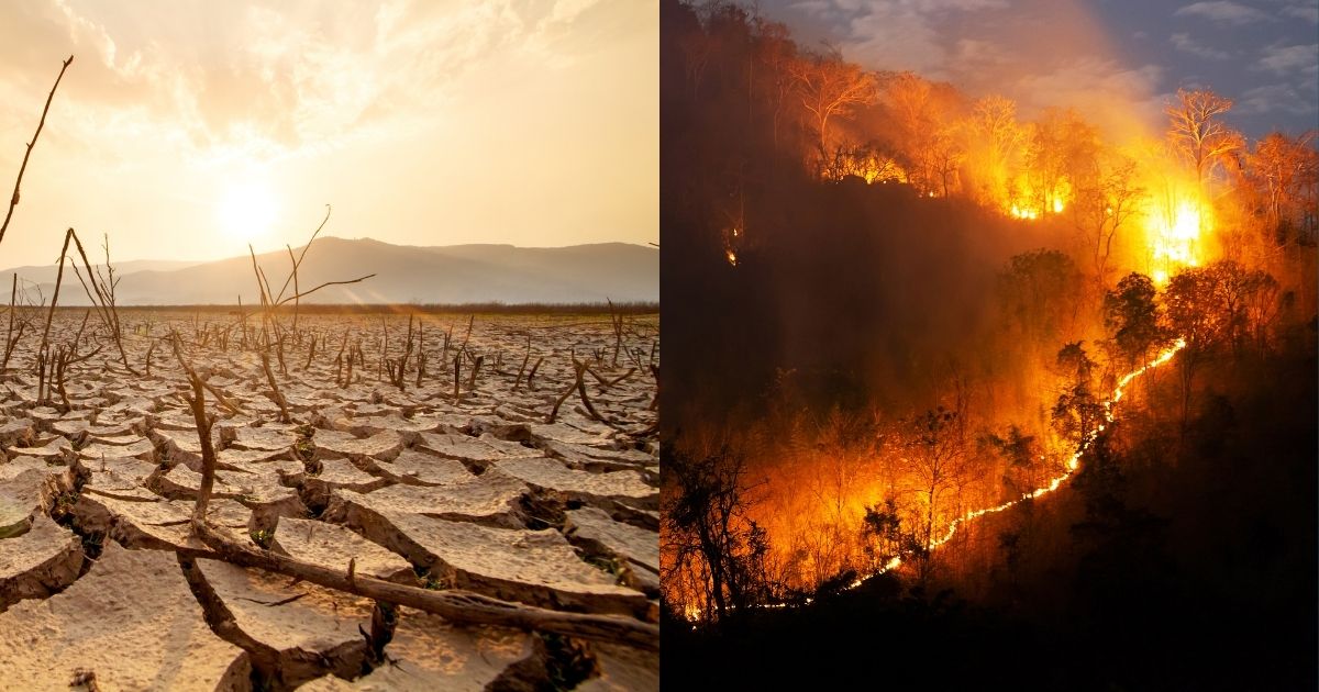 Jujur Janggal, Kebakaran Hutan di Indonesia Cuma karena Musim Kemarau? 10 hipwee-Benarkah kemarau picu kebakaran hutan di Indonesia