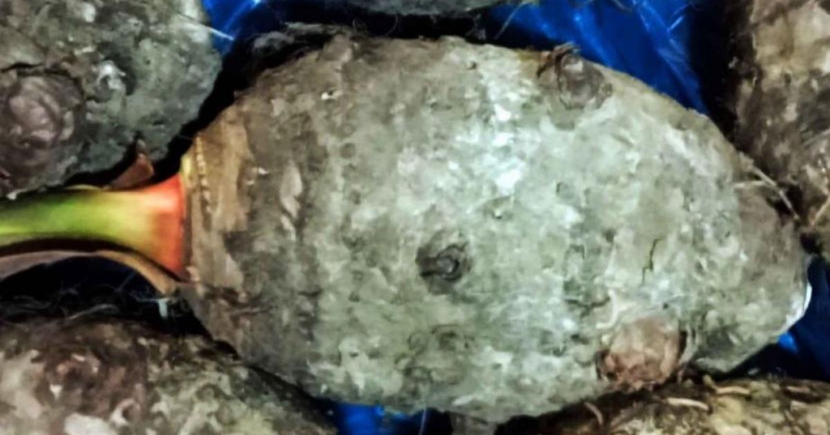 Bukan Cuma Nasi, Ini 12 Umbi Selain Kimpul yang Kaya Nutrisi! 20 hipwee-Bentul