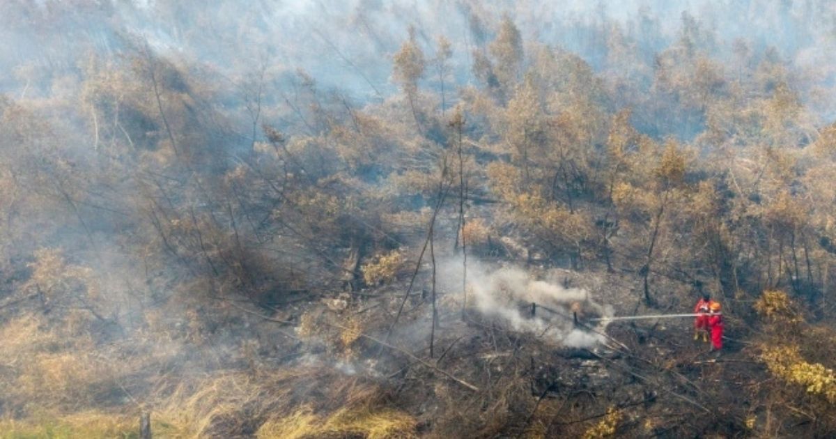 Ironi Nasib Satwa Karhutla jadi Korban, Diusir dan Mati demi Lahan Baru 8 hipwee-Bukan cuma rumah yang hangus, masa depan populasi satwa ikut terancam