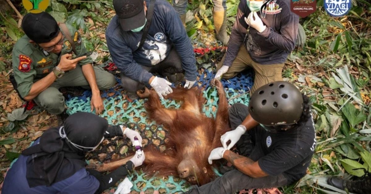 Ironi Nasib Satwa Karhutla jadi Korban, Diusir dan Mati demi Lahan Baru 7 hipwee-Cerita tragis orangutan yang terjebak kepungan asap