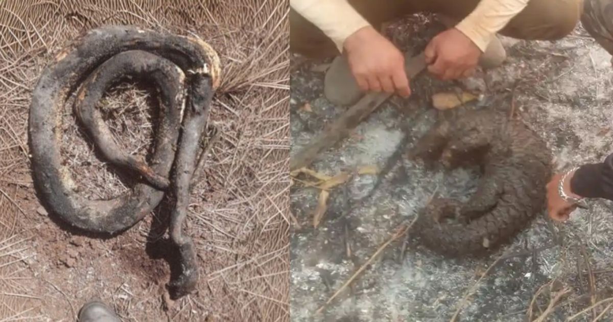 Ironi Nasib Satwa Karhutla jadi Korban, Diusir dan Mati demi Lahan Baru 6 hipwee-Dampak karhutla di tanah gambut dari ular terpanggang sampai trenggiling hangus