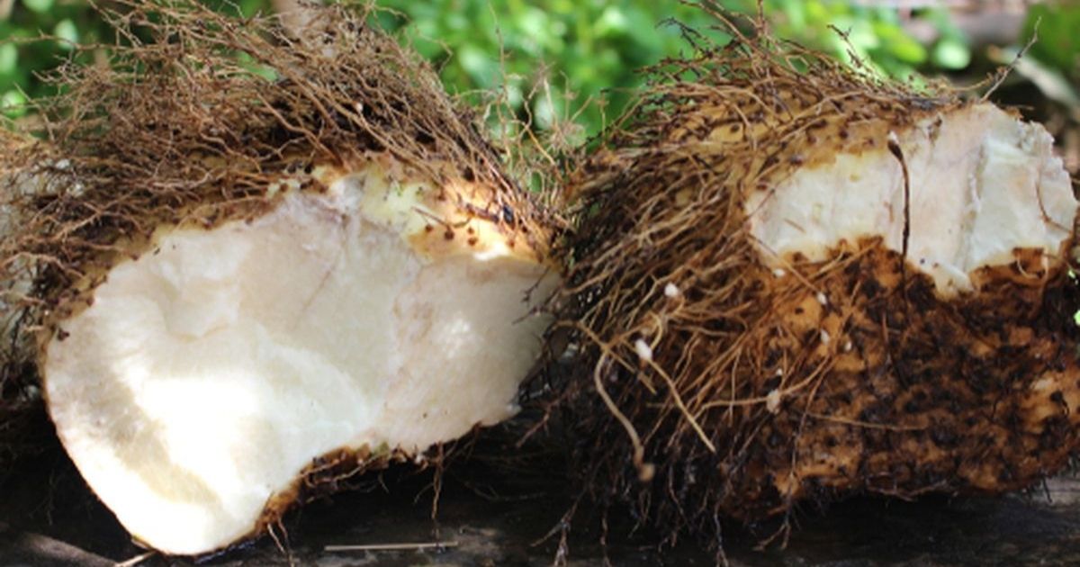 Bukan Cuma Nasi, Ini 12 Umbi Selain Kimpul yang Kaya Nutrisi! 21 hipwee-Gadung