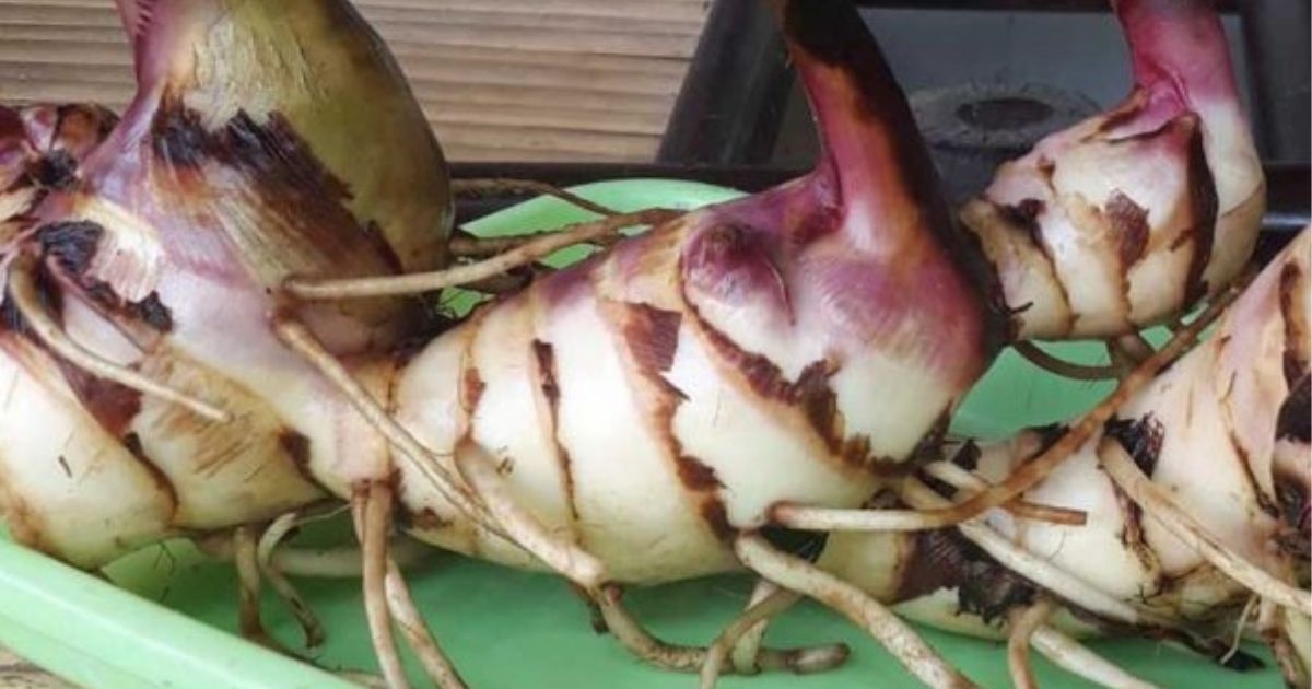 Bukan Cuma Nasi, Ini 12 Umbi Selain Kimpul yang Kaya Nutrisi! 13 hipwee-Ganyong