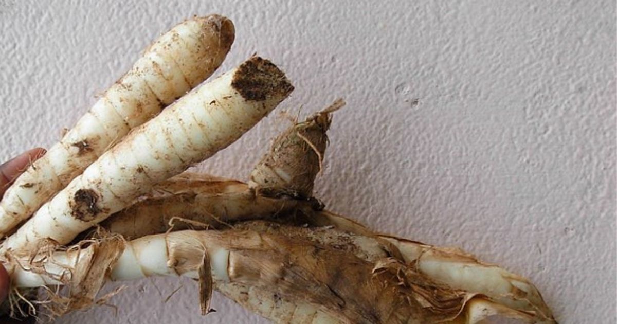 Bukan Cuma Nasi, Ini 12 Umbi Selain Kimpul yang Kaya Nutrisi! 14 hipwee-Garut