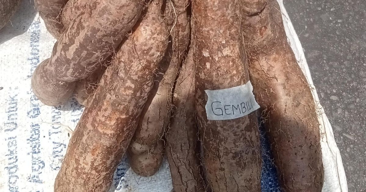Bukan Cuma Nasi, Ini 12 Umbi Selain Kimpul yang Kaya Nutrisi! 16 hipwee-Gembili
