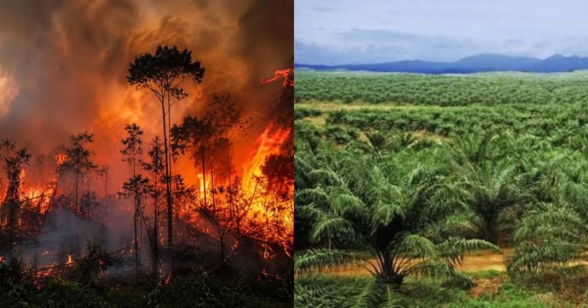 Jujur Janggal, Kebakaran Hutan di Indonesia Cuma karena Musim Kemarau? 8 hipwee-Negara galak ke rakyat kecil, tapi lemah ke pemilik modal