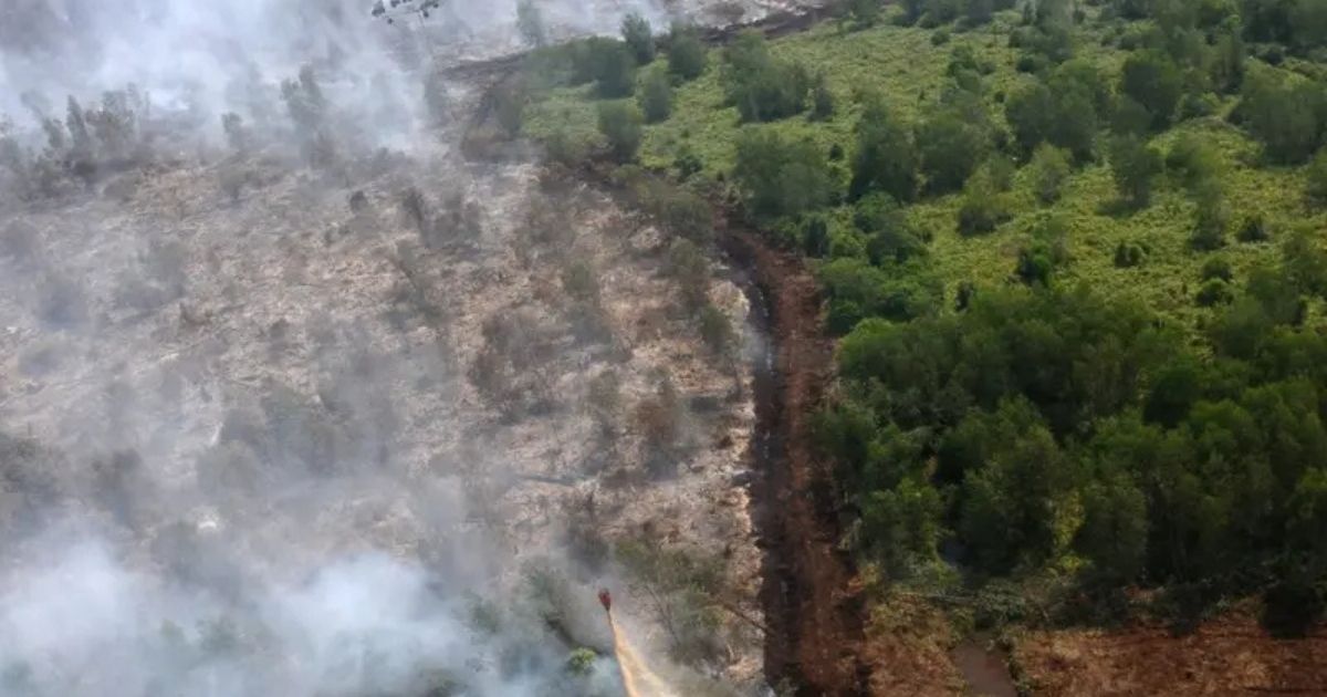 Ironi Nasib Satwa Karhutla jadi Korban, Diusir dan Mati demi Lahan Baru 9 hipwee-Pembakaran hutan demi bukan lahan tanpa peduli dampaknya