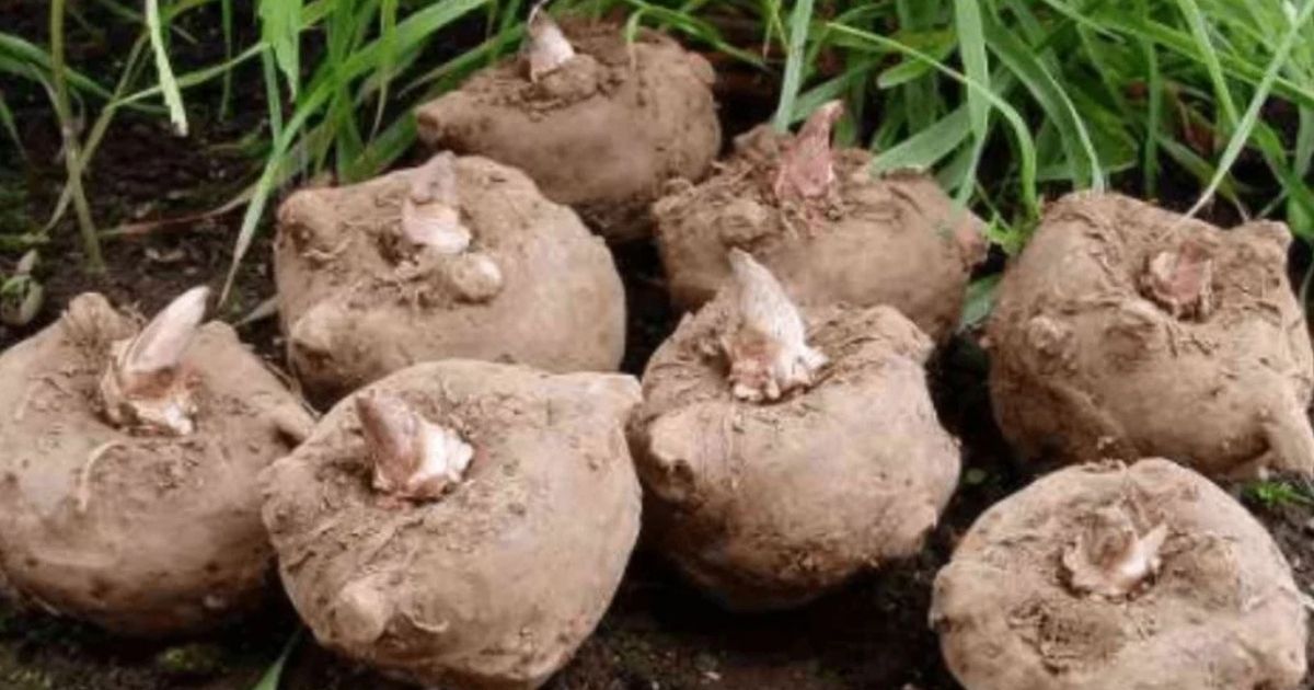 Bukan Cuma Nasi, Ini 12 Umbi Selain Kimpul yang Kaya Nutrisi! 18 hipwee-Porang