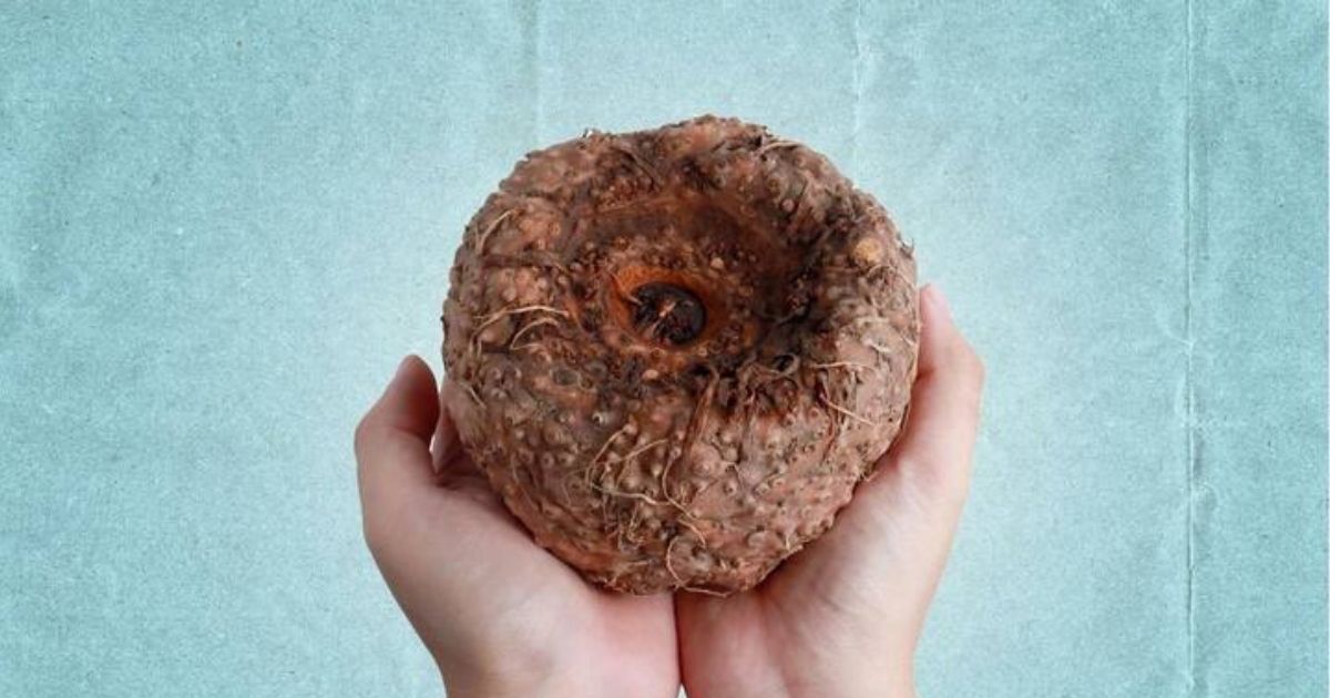 Bukan Cuma Nasi, Ini 12 Umbi Selain Kimpul yang Kaya Nutrisi! 17 hipwee-Suweg