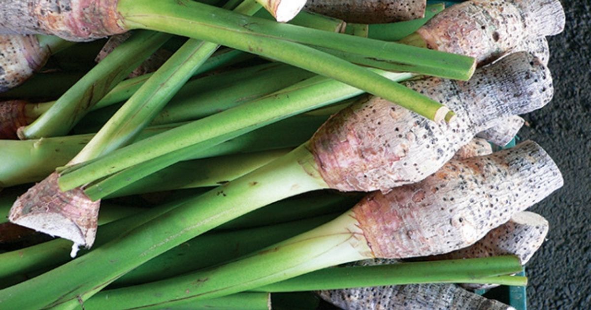 Bukan Cuma Nasi, Ini 12 Umbi Selain Kimpul yang Kaya Nutrisi! 19 hipwee-Talas