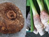 Bukan Cuma Nasi, Ini 12 Umbi Selain Kimpul yang Kaya Nutrisi!