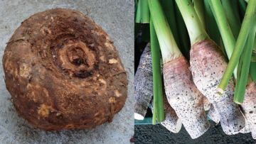 Bukan Cuma Nasi, Ini 12 Umbi Selain Kimpul yang Kaya Nutrisi!