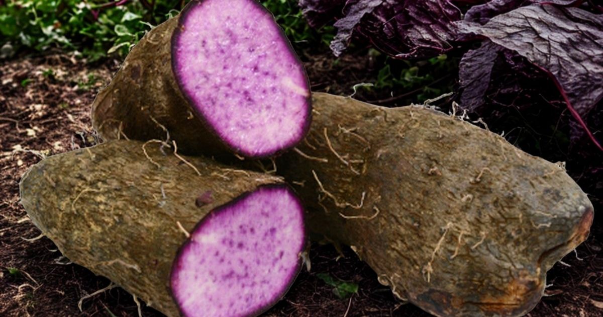 Bukan Cuma Nasi, Ini 12 Umbi Selain Kimpul yang Kaya Nutrisi! 15 hipwee-Uwi