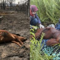 Ironi Nasib Satwa Karhutla jadi Korban, Diusir dan Mati demi Lahan Baru