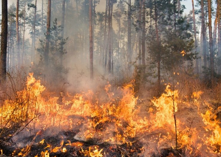 ISPU Kalimantan Masuk Kategori Berbahaya, Lewati Indeks 300! 5 karhutla