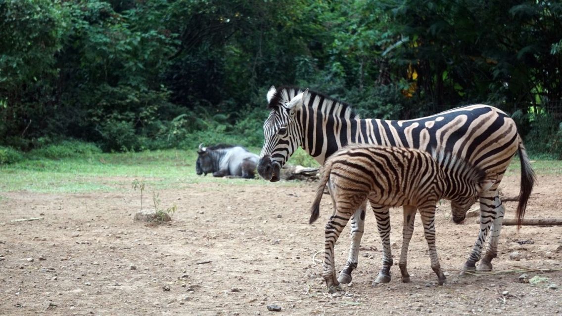 Wisata Satwa Terbaik di Asia, Mana yang Paling Berkesan untuk Anak? 4