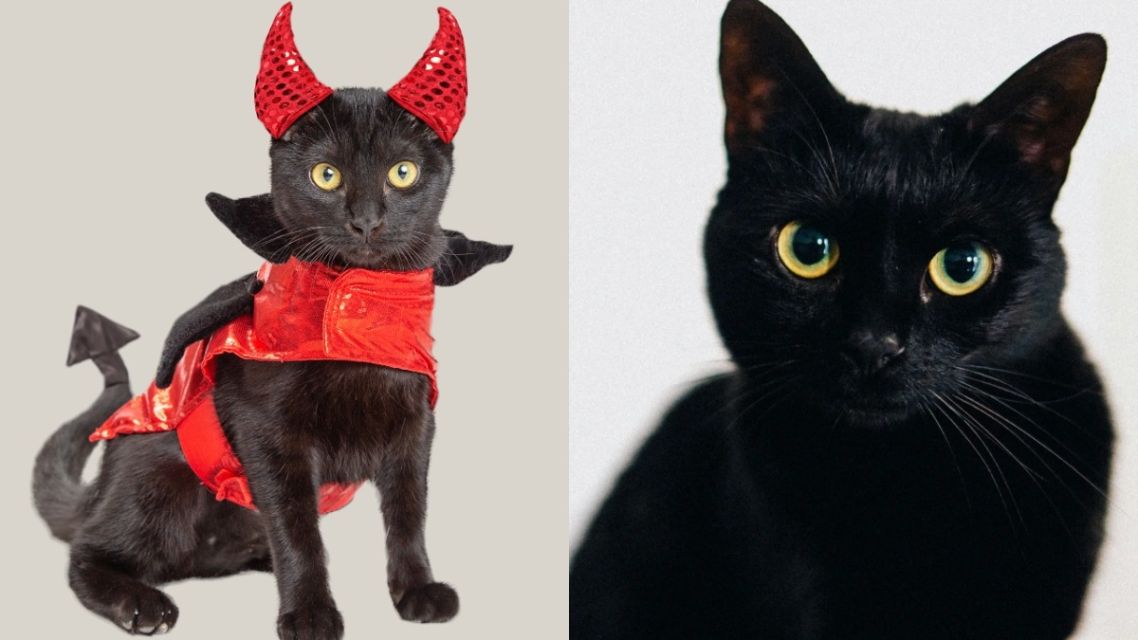 7 Mitos dan Fakta Kucing Hitam yang Masih Dipercaya, Yuk Cek Penjelasannya 16