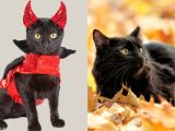 7 Mitos dan Fakta Kucing Hitam yang Masih Dipercaya, Yuk Cek Penjelasannya