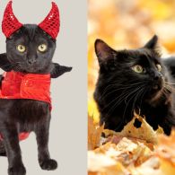 7 Mitos dan Fakta Kucing Hitam yang Masih Dipercaya, Yuk Cek Penjelasannya