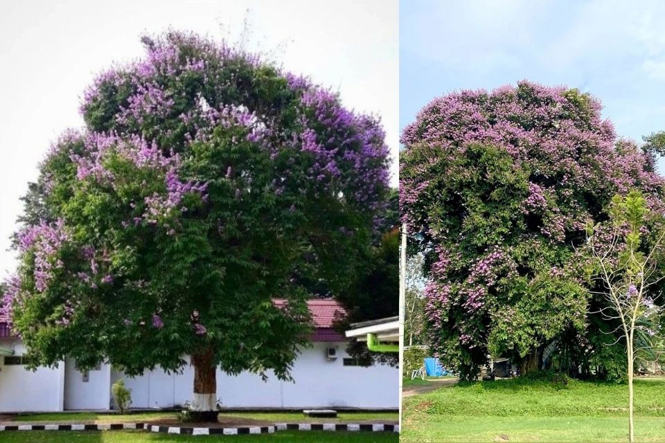 Berbunga Super Cantik, 7 Pohon Peneduh Rumah yang Akarnya Tidak Merusak 10 hipwee-pohon bunga bungur