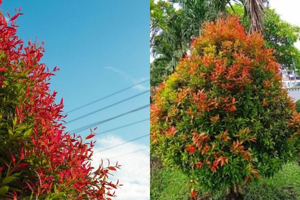 Berbunga Super Cantik, 7 Pohon Peneduh Rumah yang Akarnya Tidak Merusak 9 hipwee-pohon pucuk merah