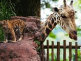 Wisata Satwa Terbaik di Asia, Mana yang Paling Berkesan untuk Anak?