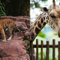 Wisata Satwa Terbaik di Asia, Mana yang Paling Berkesan untuk Anak?