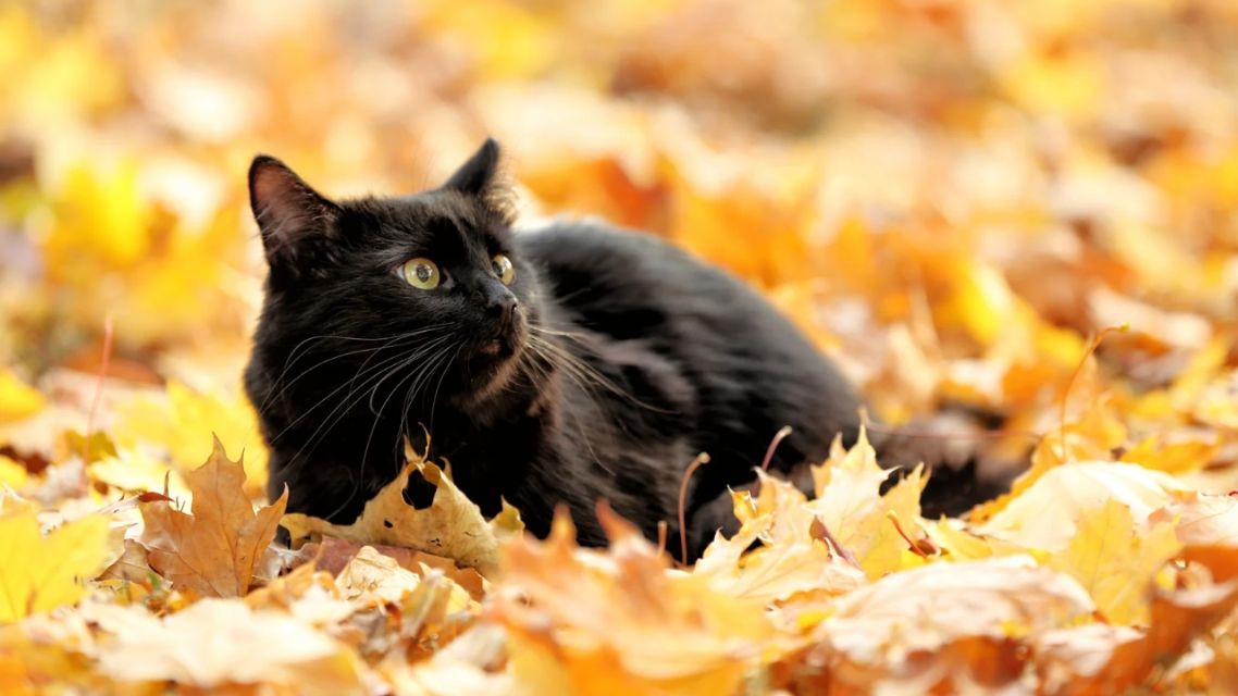 7 Mitos dan Fakta Kucing Hitam yang Masih Dipercaya, Yuk Cek Penjelasannya 9 Mitos dan Fakta Kucing Hitam (1)