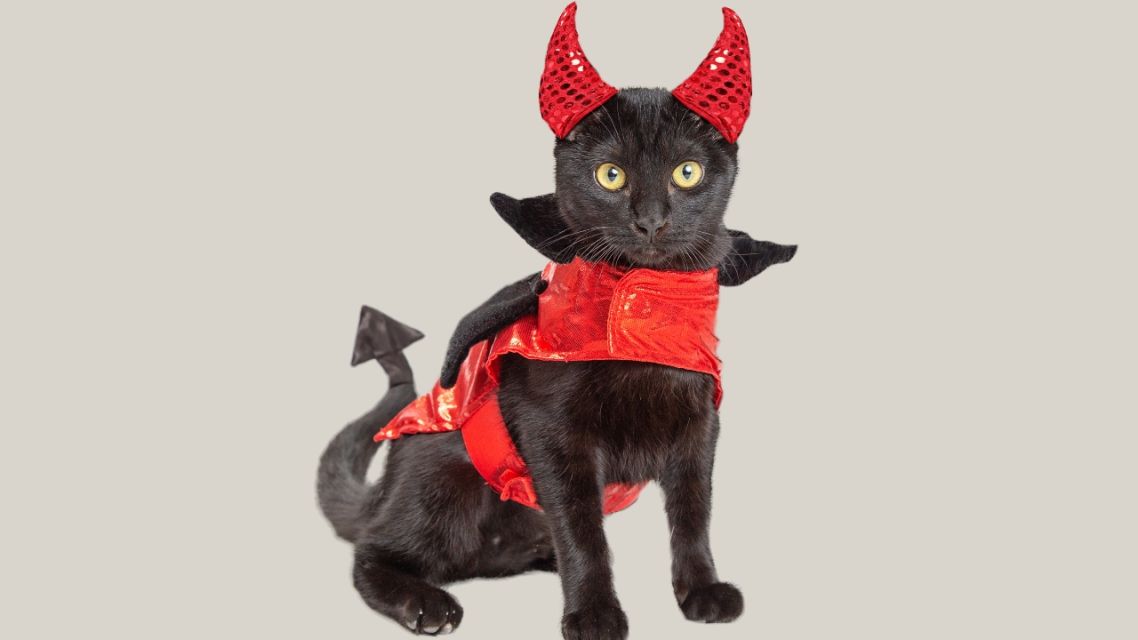 7 Mitos dan Fakta Kucing Hitam yang Masih Dipercaya, Yuk Cek Penjelasannya 10 Mitos dan Fakta Kucing Hitam (2)
