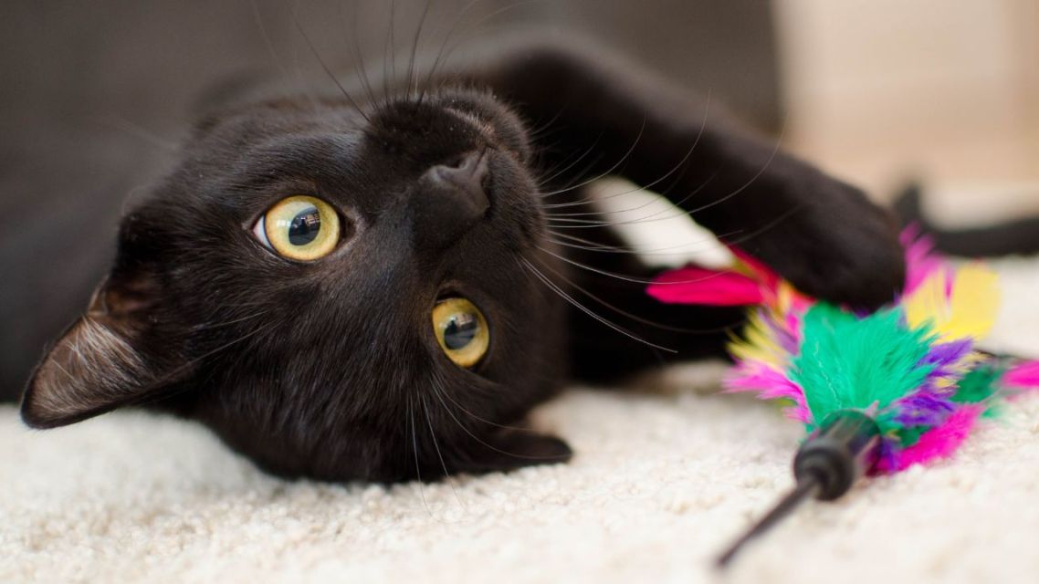 7 Mitos dan Fakta Kucing Hitam yang Masih Dipercaya, Yuk Cek Penjelasannya 12 Mitos dan Fakta Kucing Hitam (4)