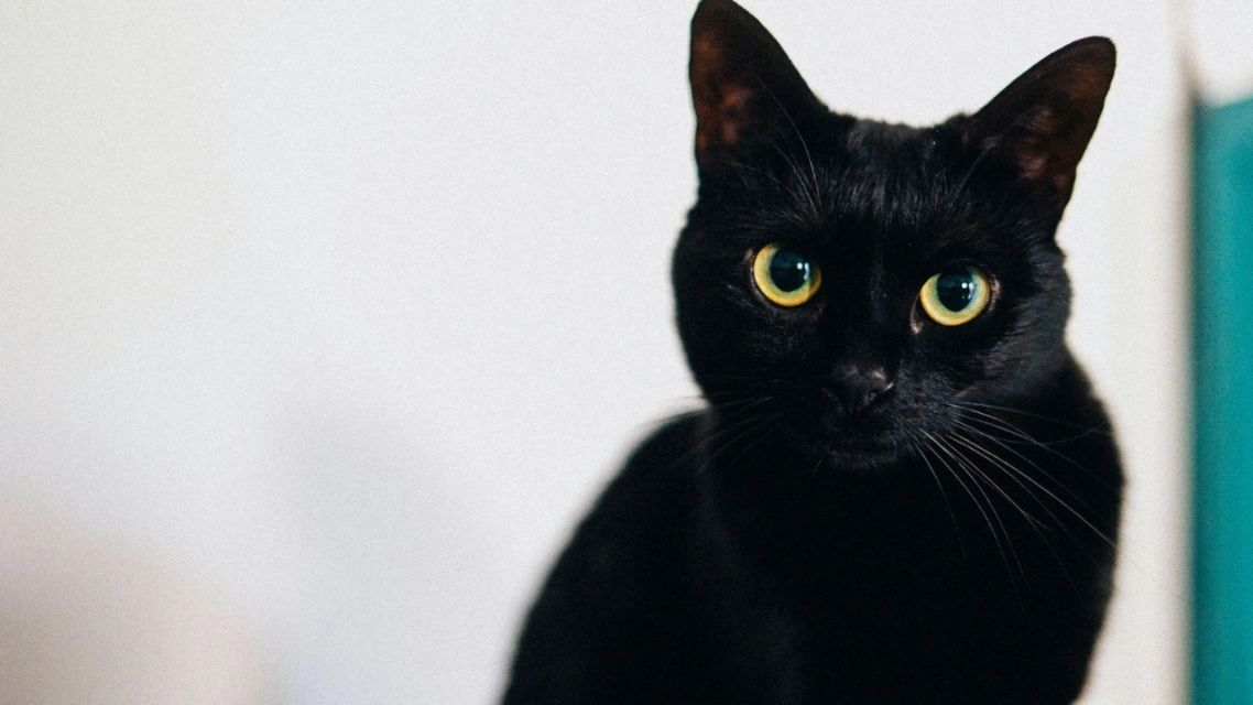 7 Mitos dan Fakta Kucing Hitam yang Masih Dipercaya, Yuk Cek Penjelasannya 13 Mitos dan Fakta Kucing Hitam (5)