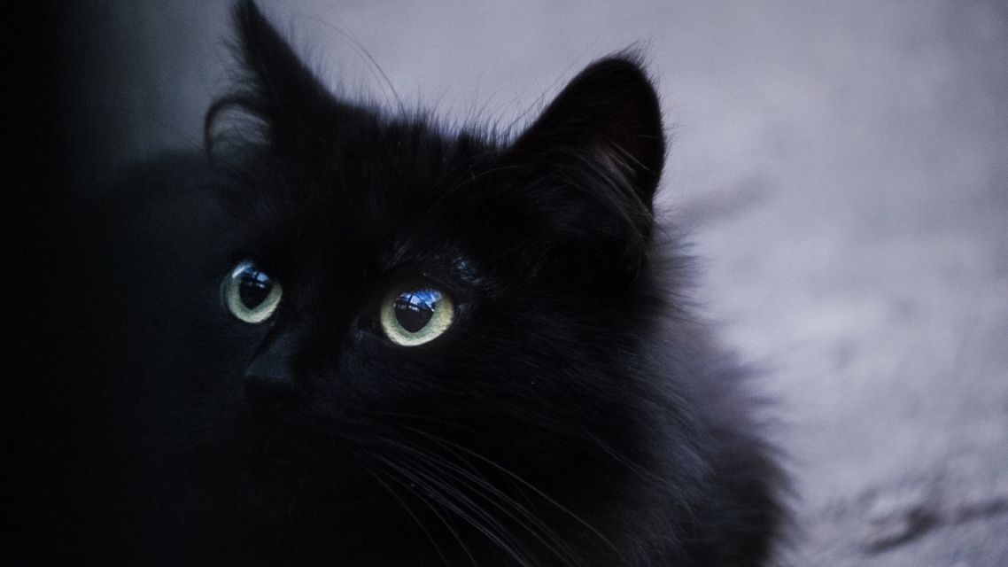 7 Mitos dan Fakta Kucing Hitam yang Masih Dipercaya, Yuk Cek Penjelasannya 15 Mitos dan Fakta Kucing Hitam (7)