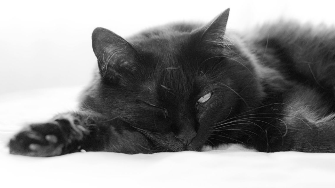 7 Mitos dan Fakta Kucing Hitam yang Masih Dipercaya, Yuk Cek Penjelasannya 14 Mitos dan Fakta Kucing Hitam (6)
