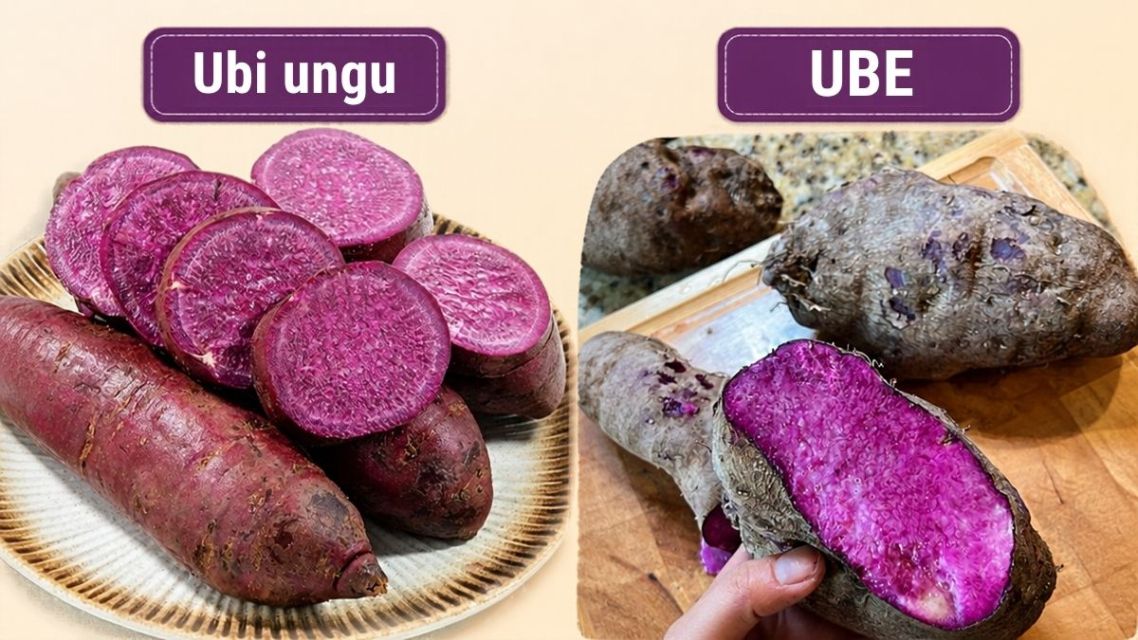 Tren Dessert Ungu Kekinian, Kenali Apa Itu Ube yang Beda dari Ubi Biasa! 7 Perbandingan umbi ube dan ubi ungu lokal